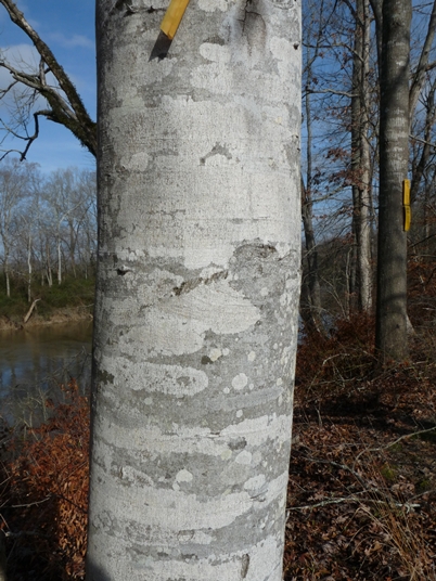{Fagus grandifolia}